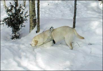 digging snow