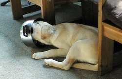 kettle