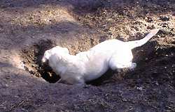digging