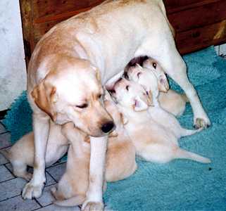 Inkeri and her puppies