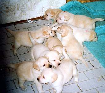 the entire litter