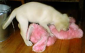 killing the prey