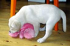 killing the prey