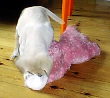 killing the prey