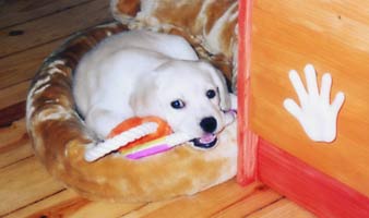 chewing