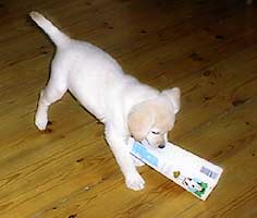 chewing