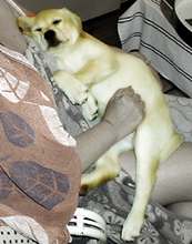 lap dog?